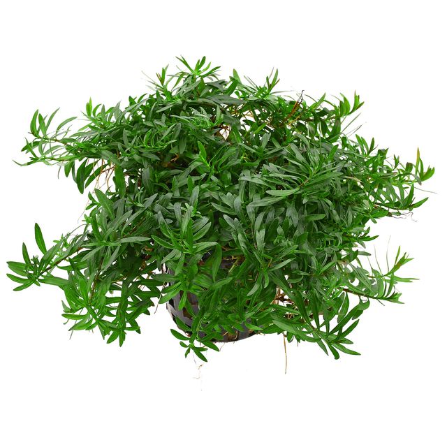 Ludwigia arcuata