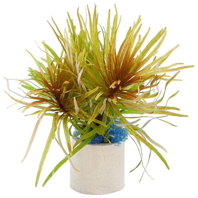 Ludwigia inclinata var. verticillata 'Cuba'