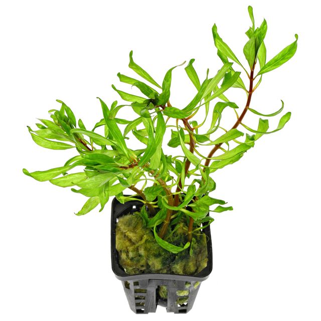 Ludwigia inclinata var. verticillata 'Curly'