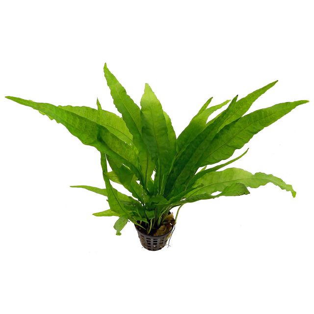 Mircrosorum pteropus "Java Fern"
