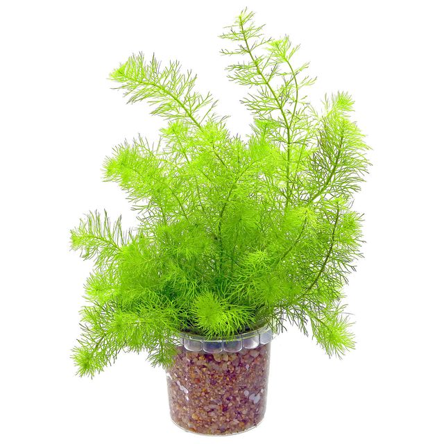 Myriophyllum sp. 'Guyana'