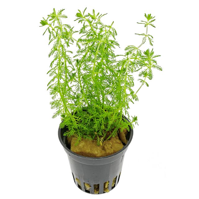 Myriophyllum sp. 'Guyana'