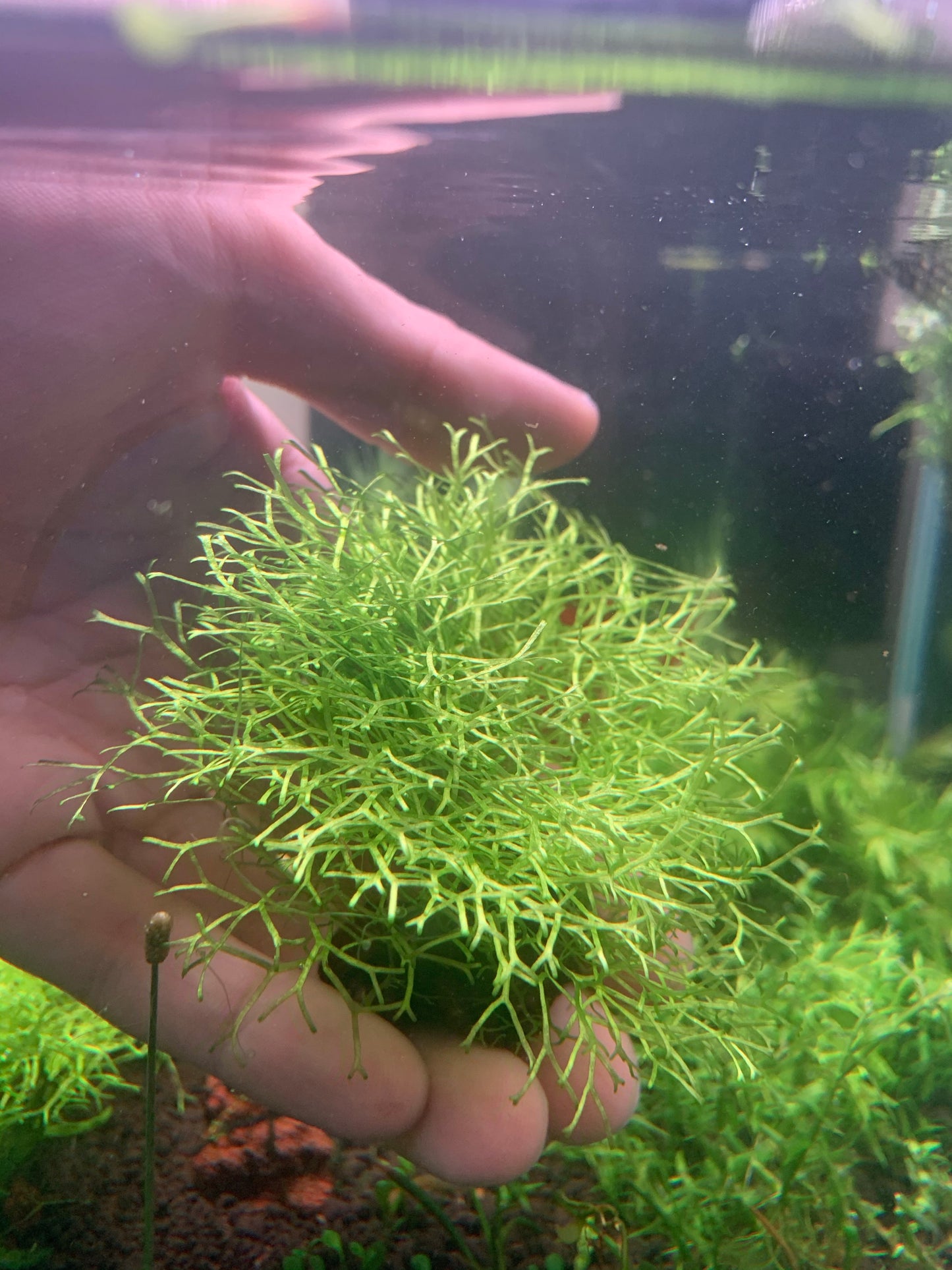 Riccia fluitans