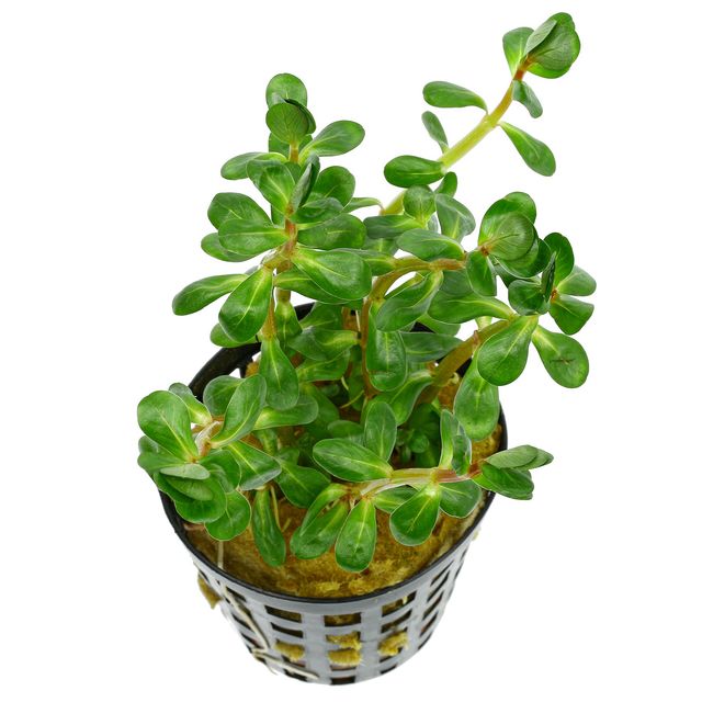 bonsai tree amman Ammania sp. 'Bonsai' – Garden Aquaria