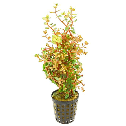 Rotala rotundifolia 'Orange Juice'