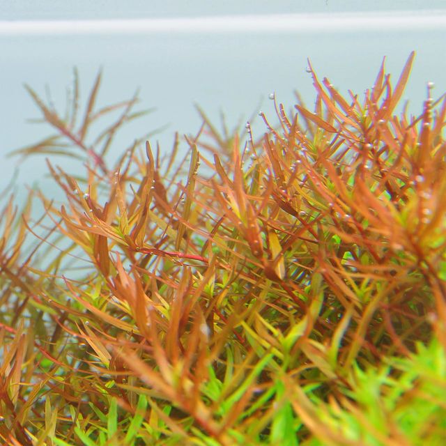 Rotala sp. 'Hra'