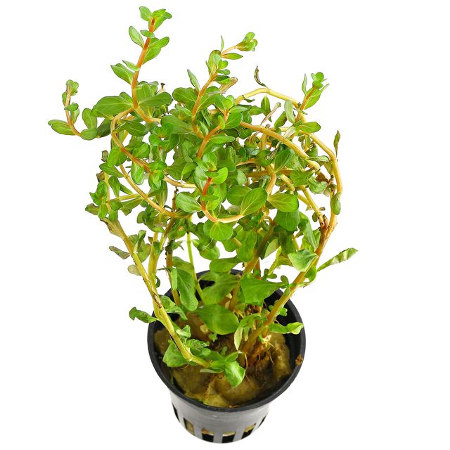 Rotala sp. 'Hra'