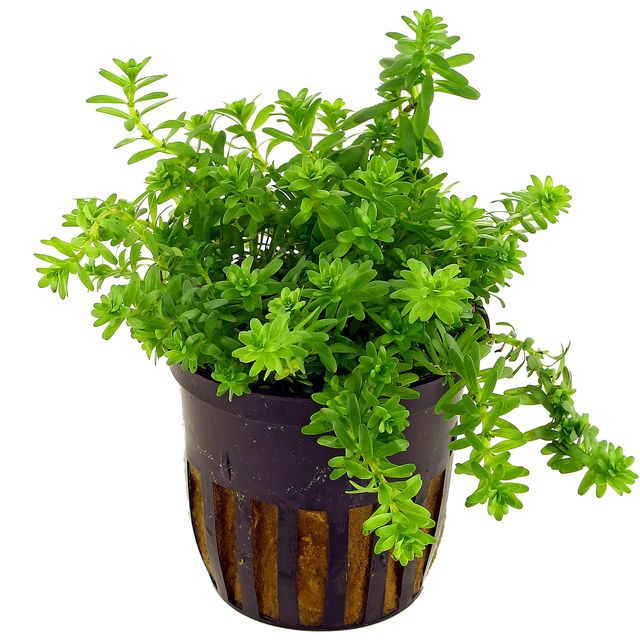 Rotala sp. 'Nanjenshan'