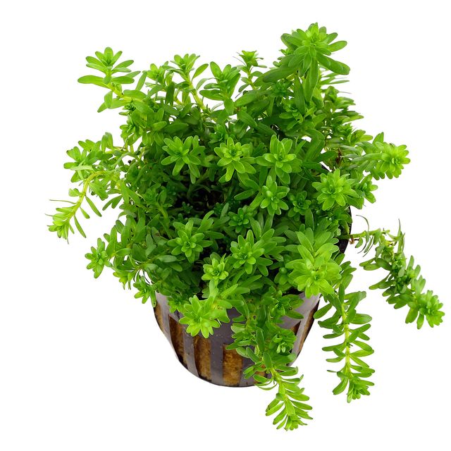 Rotala sp. 'Nanjenshan'
