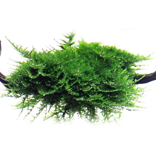 Christmas moss