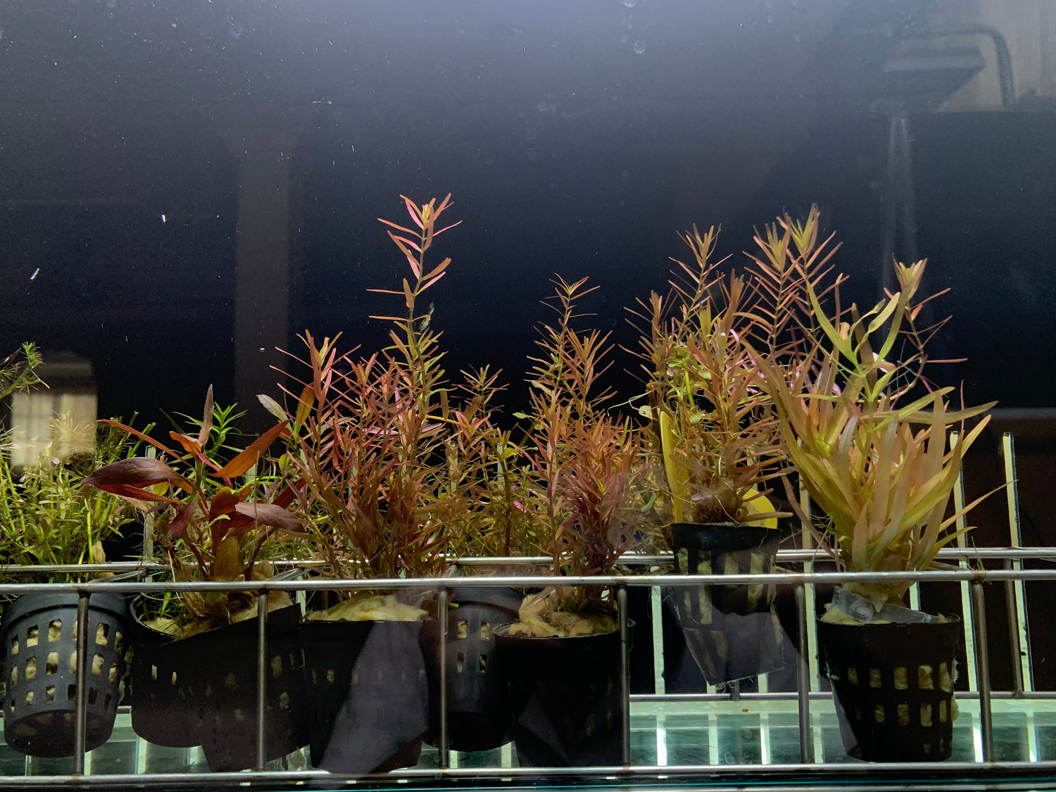 Live Aquatic Plants