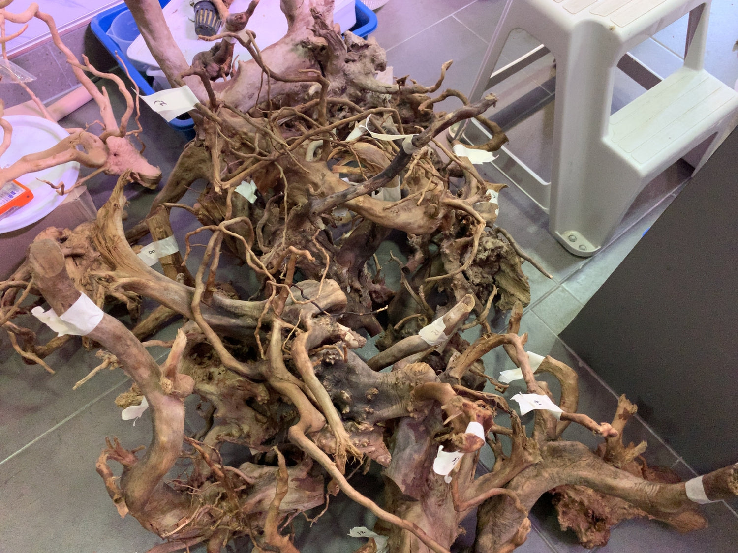 Azalea Root