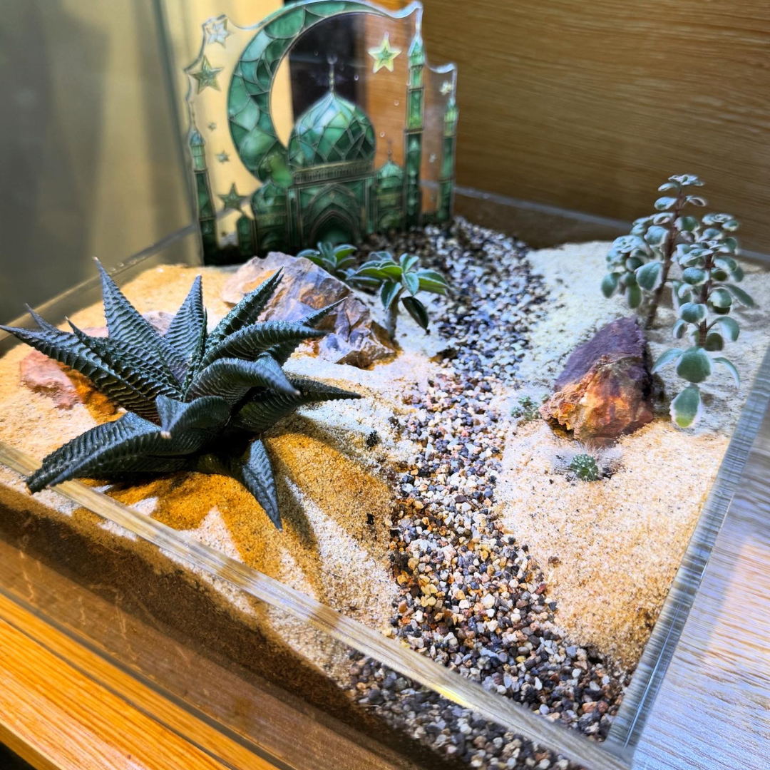 Ready Made Terrariums