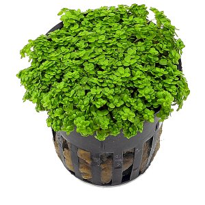 Carpet Plants