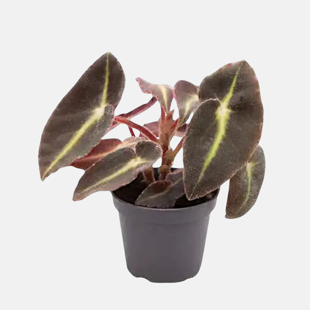 Begonia listada