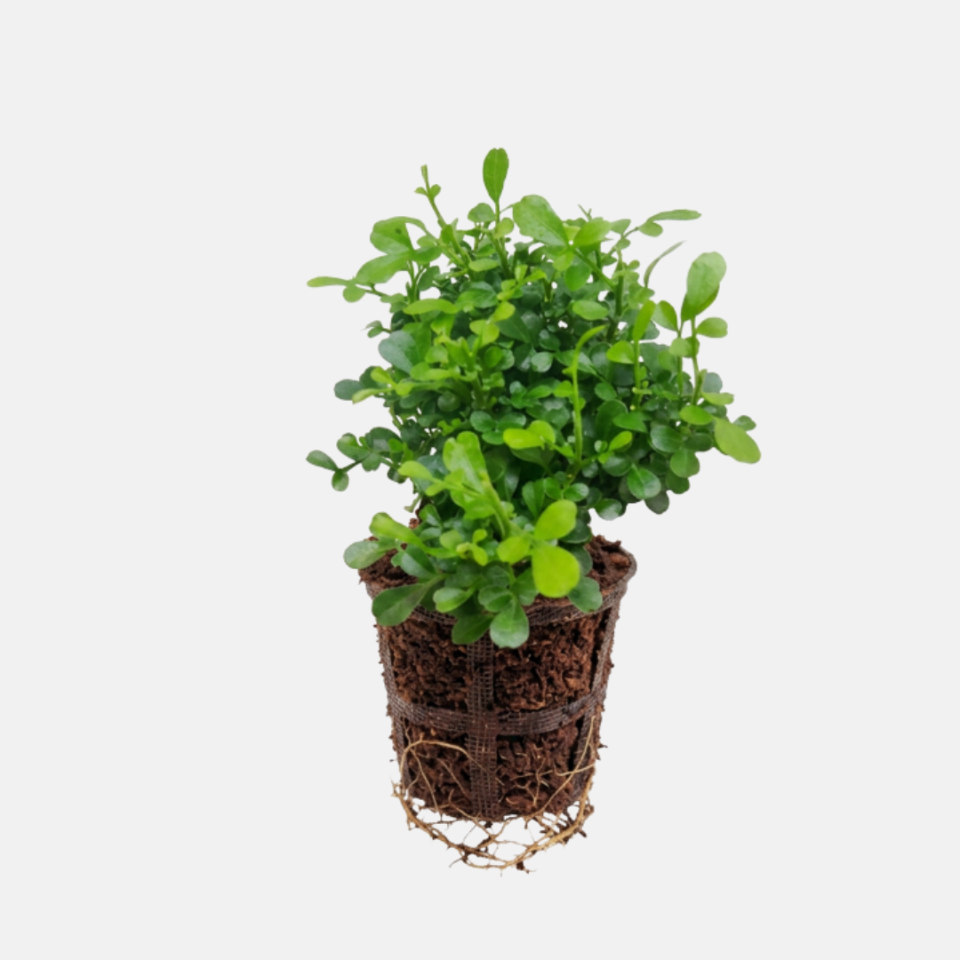 Murraya paniculata Japan