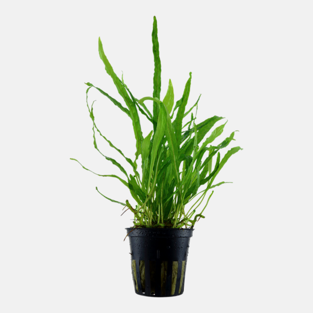 Microsorum pteropus 'Needle Leaf'