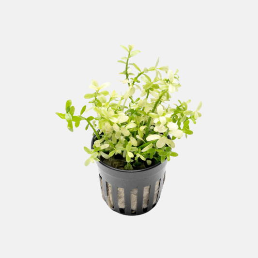 Bacopa compact 'White'
