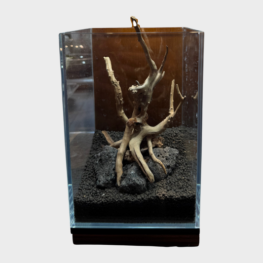 1212 Betta Tank Spiderwood