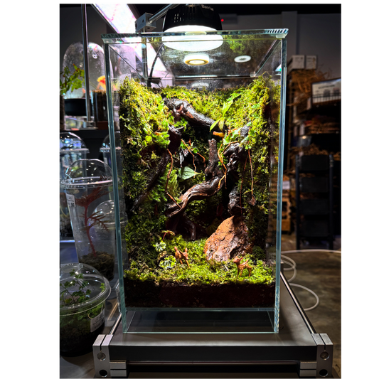 2035 Terrarium Moss Wall