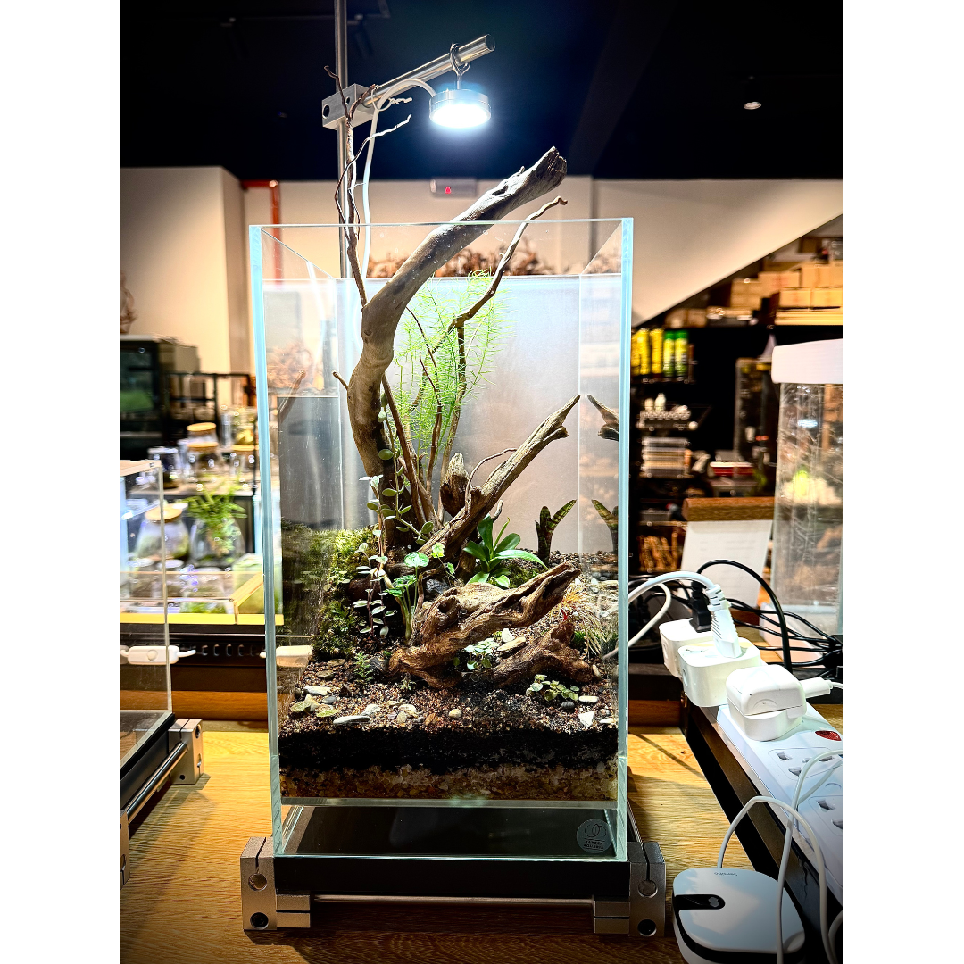 2035 Glass Air Terrarium With SS Light Stand
