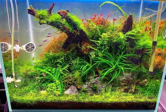 Classic Nature Style Collection for up to 60cm tank
