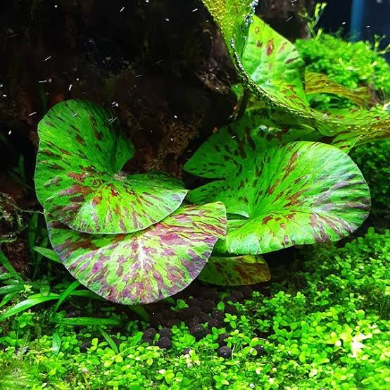 Nymphaea lotus ‘Green’
