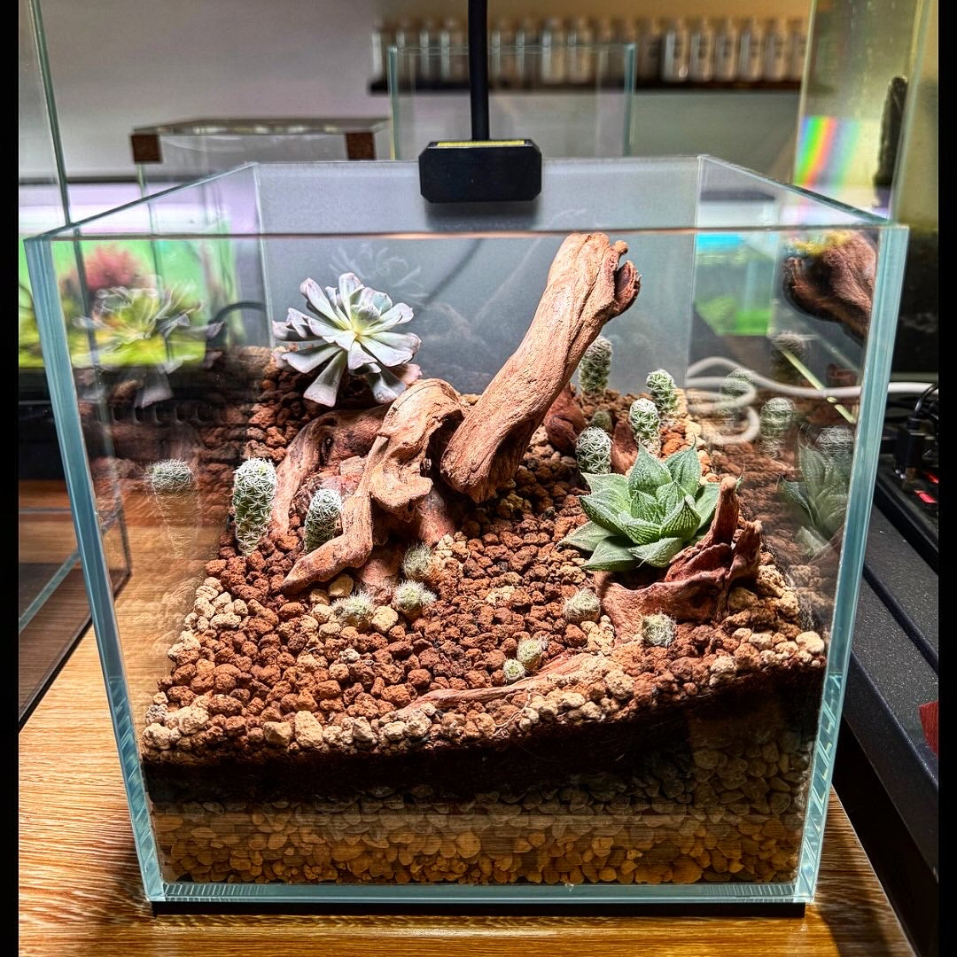 Terrarium Set 01 (Ready to Enjoy)