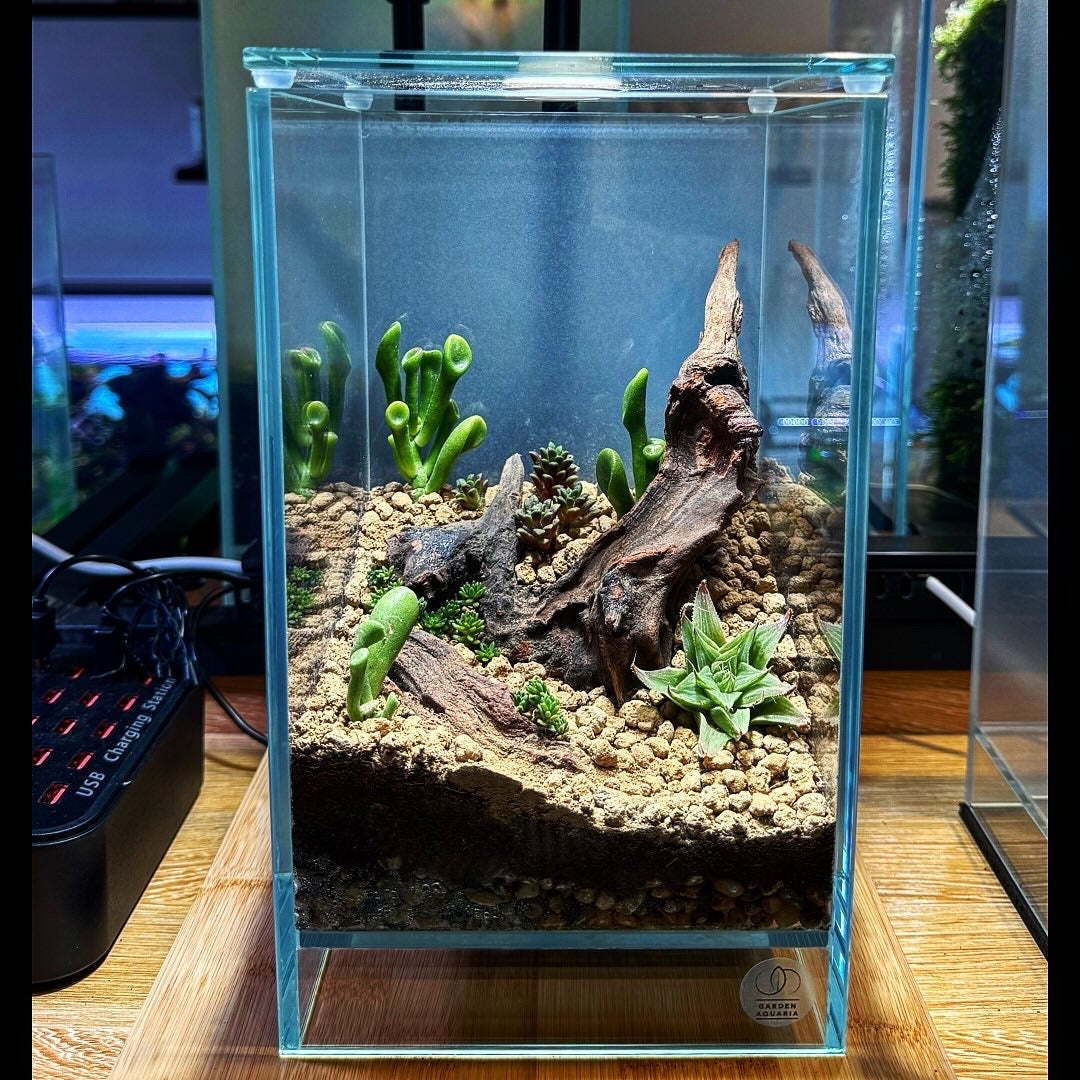 Terrarium Set 02 (Ready to Enjoy)