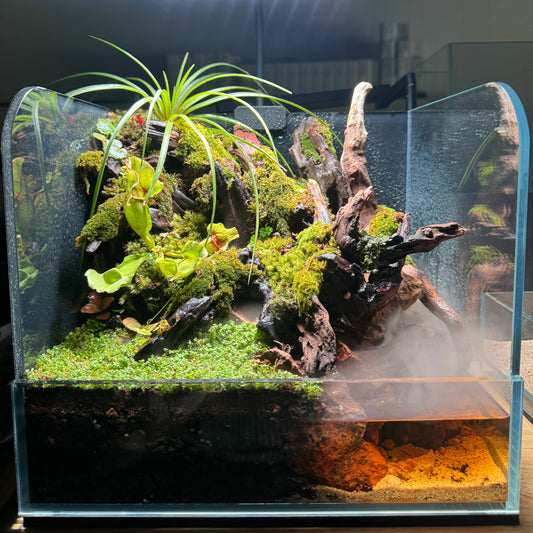 Paludarium Set 01 (Ready to Enjoy)