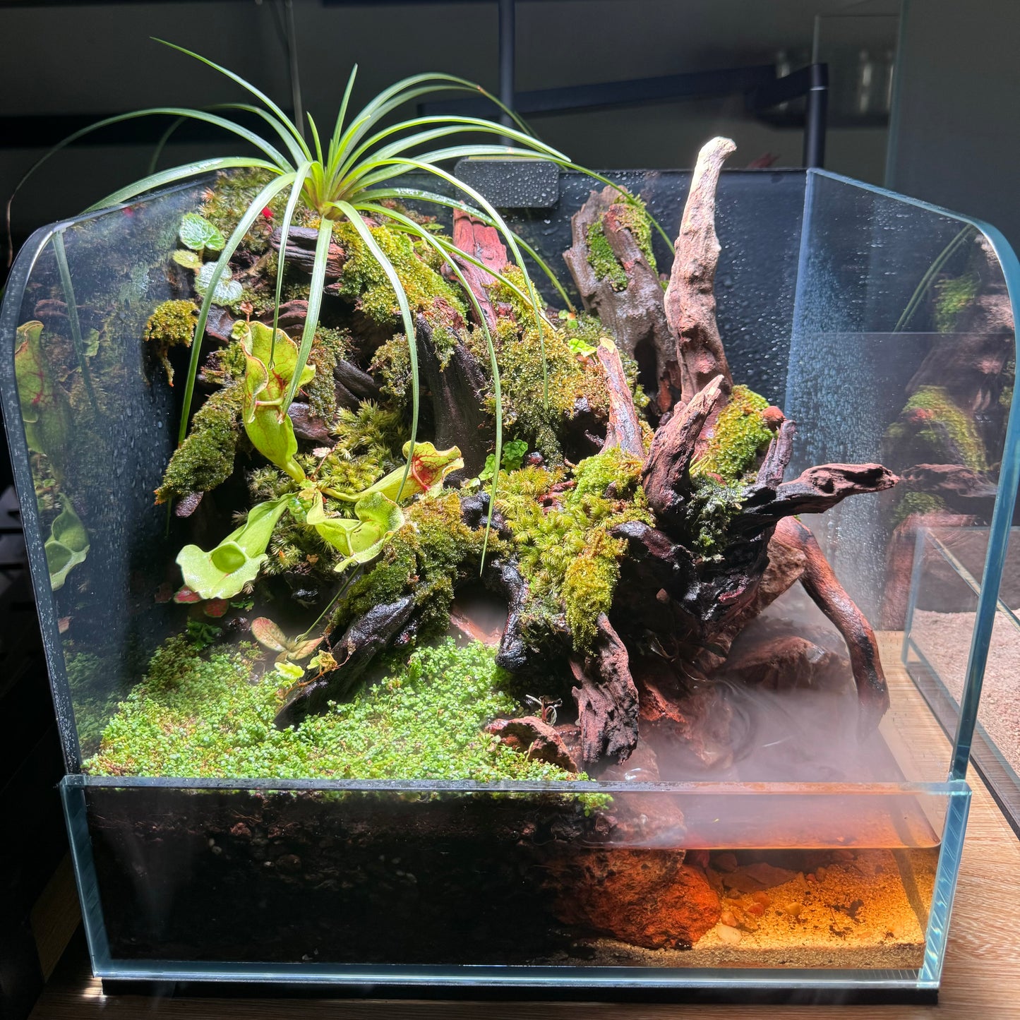 Paludarium Set 01 (Ready to Enjoy)