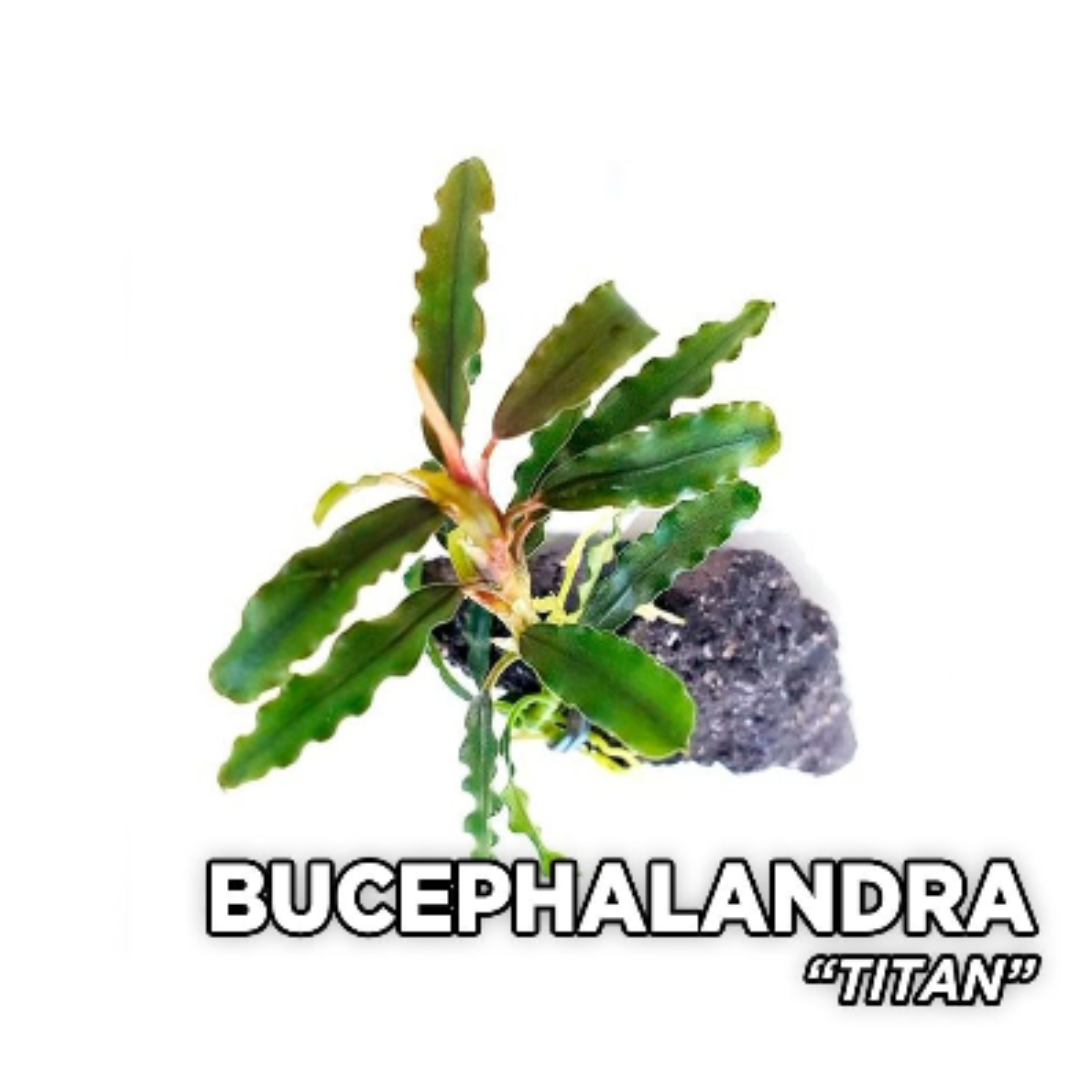 Bucephalandra Titan on Lava Rock