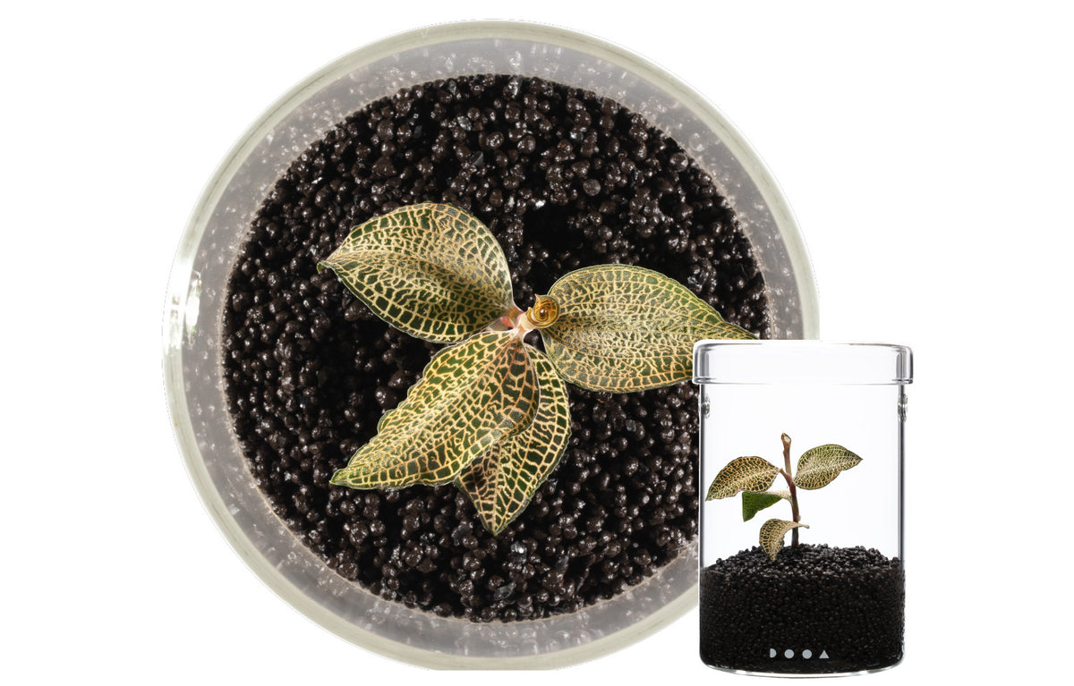 Anoectochilus hybrids 'Light Dark Form'