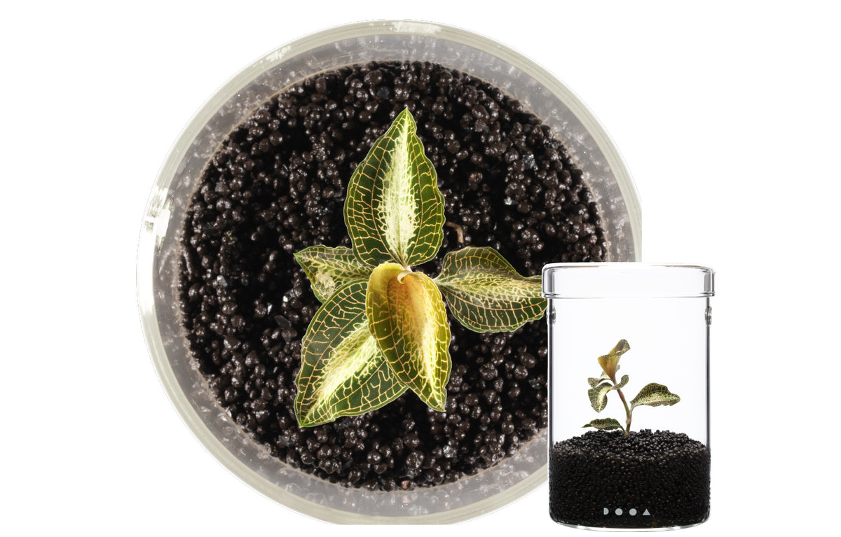 Anoectochilus roxburghii 'Milky Way'