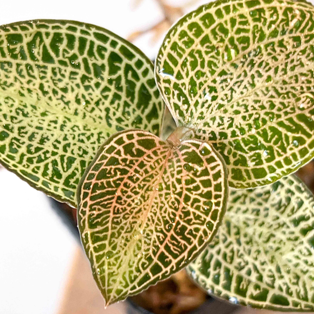 Anoetochilus roxburghii 'White Gold'