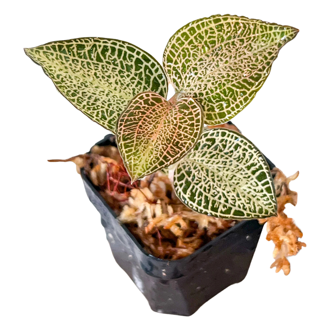 Anoetochilus roxburghii 'White Gold'