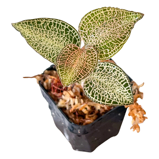 Anoetochilus roxburghii 'White Gold'