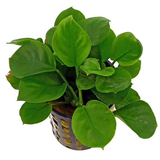 Anubias barteri var. nana 'Coin Leaf'