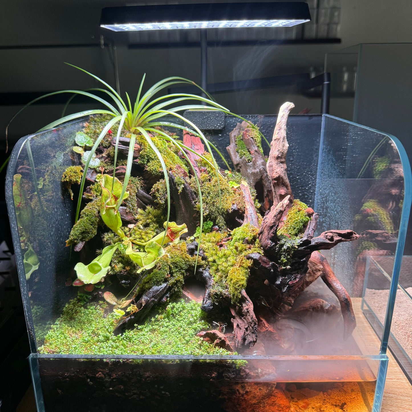 Paludarium Set 01 (Ready to Enjoy)