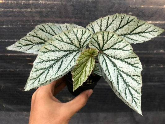 Begonia Don Miller