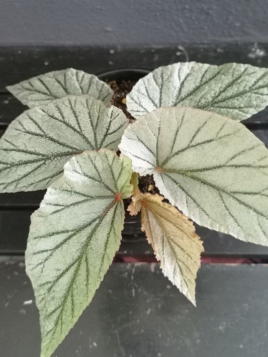 Begonia Don Miller