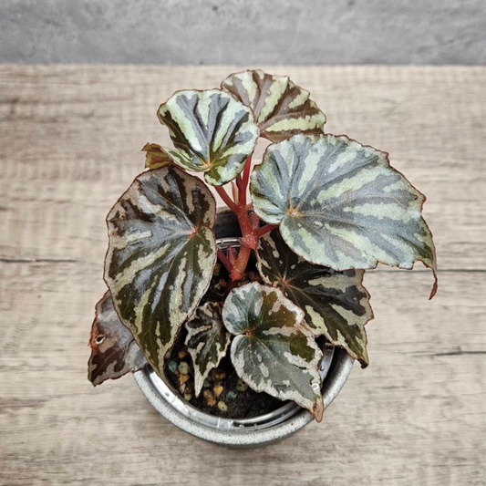 Begonia Irian Jaya