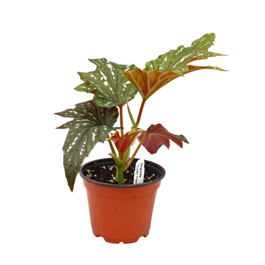 Begonia Lady Vanderwilt