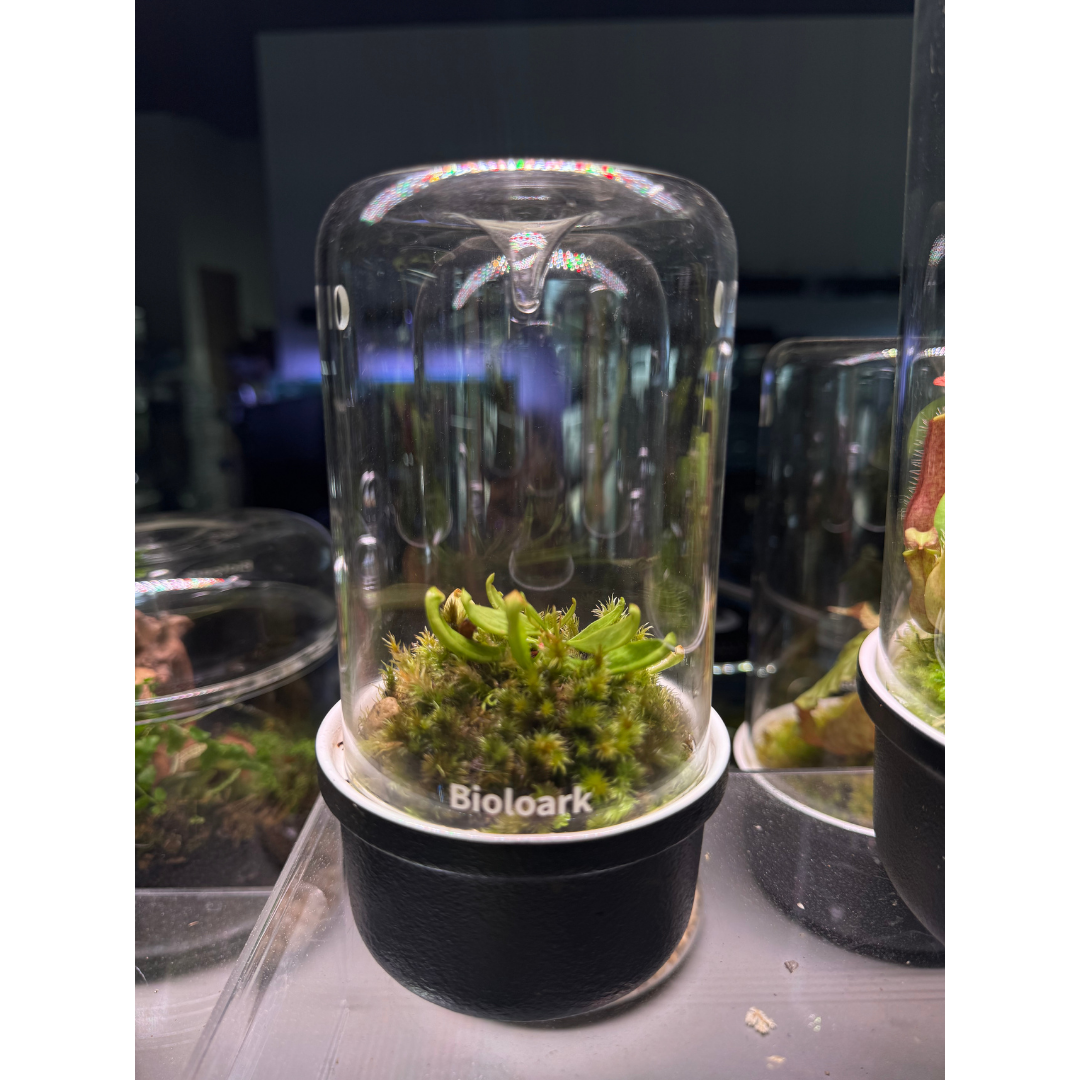Bioloark MH-80 with Sarracenia