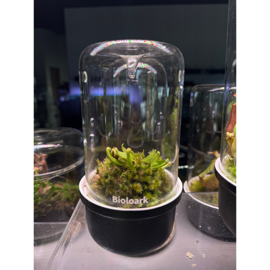 Bioloark MH-80 with Sarracenia