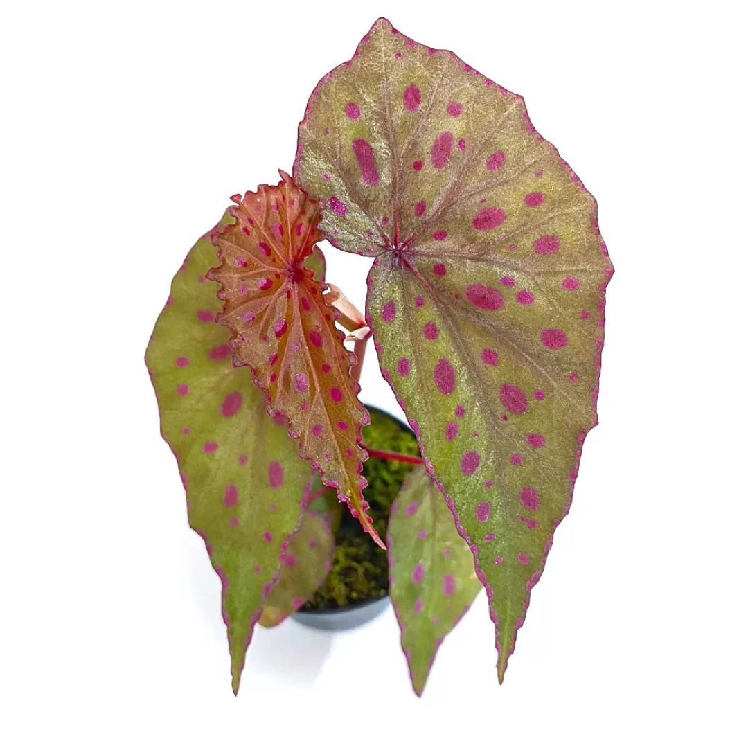 Begonia malachosticta