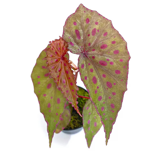 Begonia malachosticta