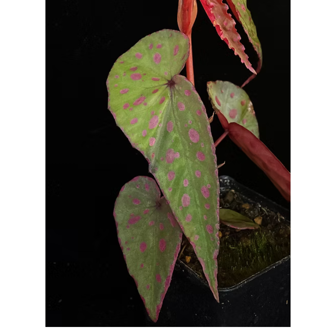 Begonia malachosticta
