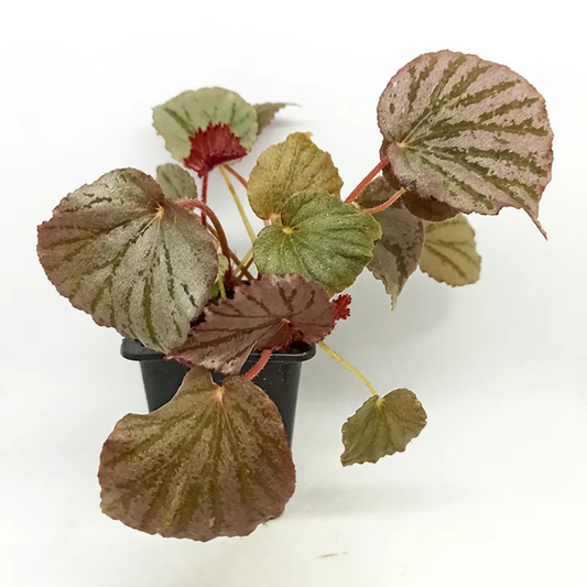 Begonia Martin's Mystery