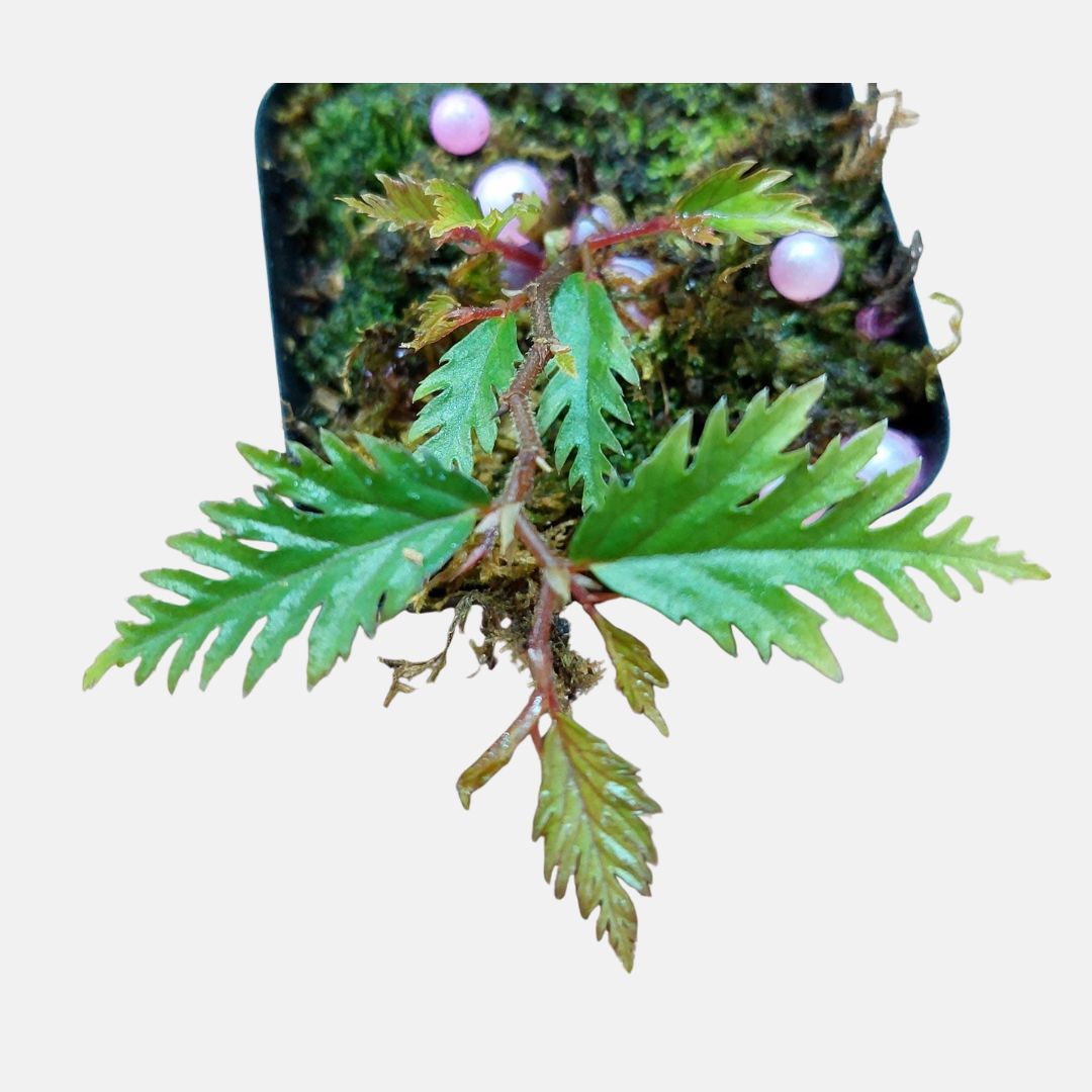 Begonia miyosnom